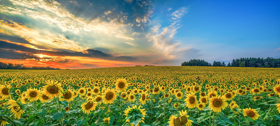 Sunflower Family Home Health Care