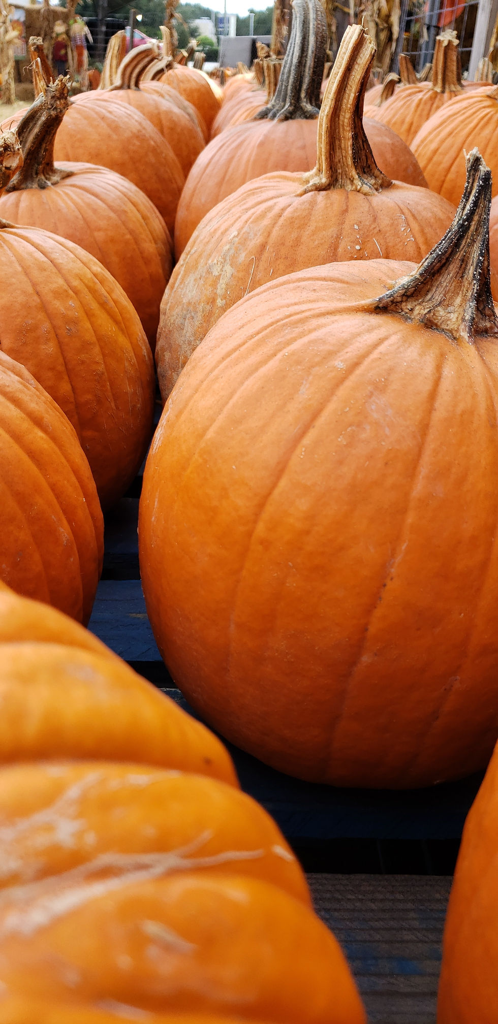 Pumpkin Decorating - ORGANIC MATRIALS ONLY CHALLENGE