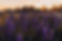 Field of purple flowers - Image by Irina Iriser