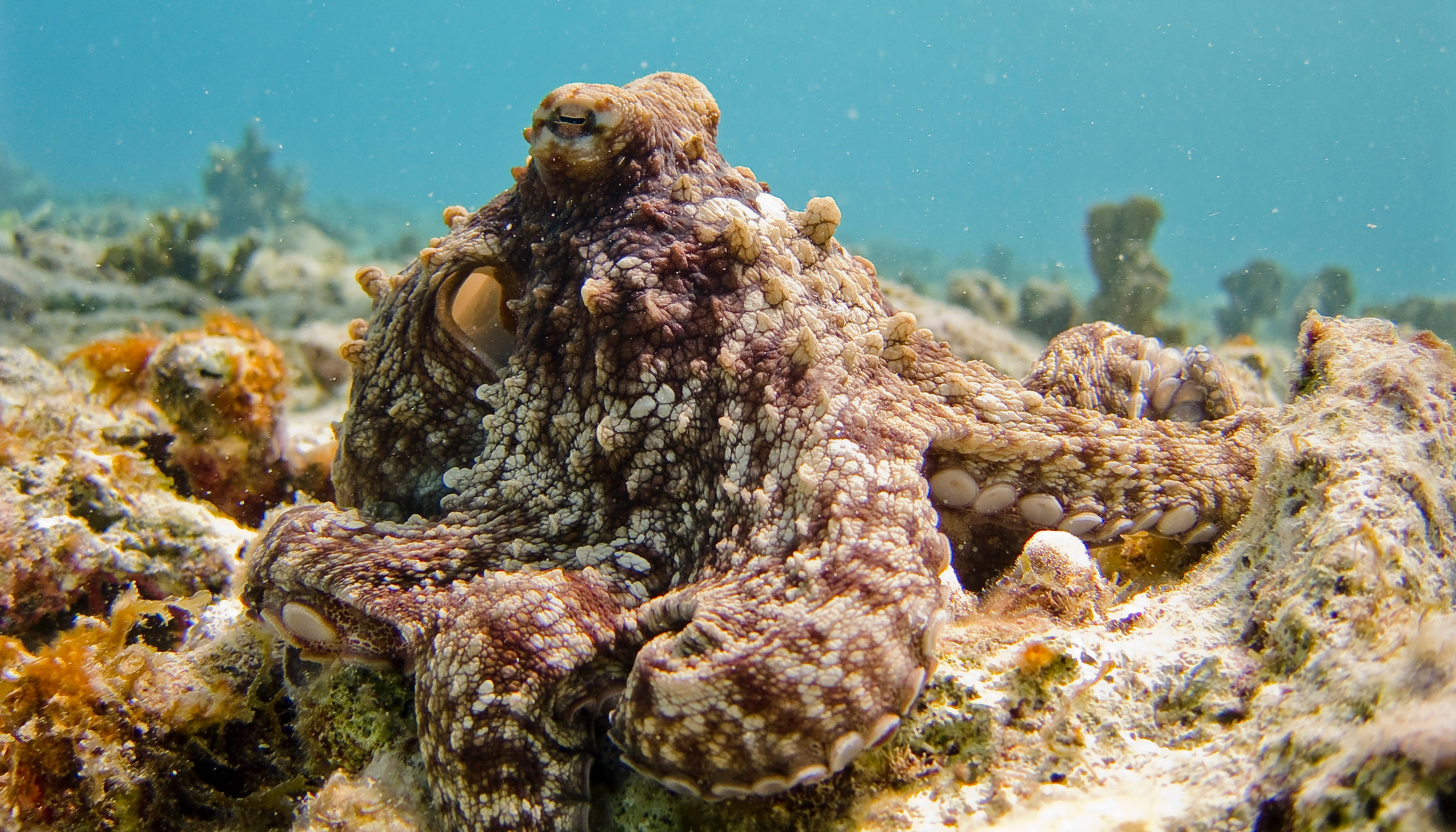 A mottled octopus on coral rubble, its bumpy skin matching the rock so closely that its arms blur into the seabed. One eye is open and visible.