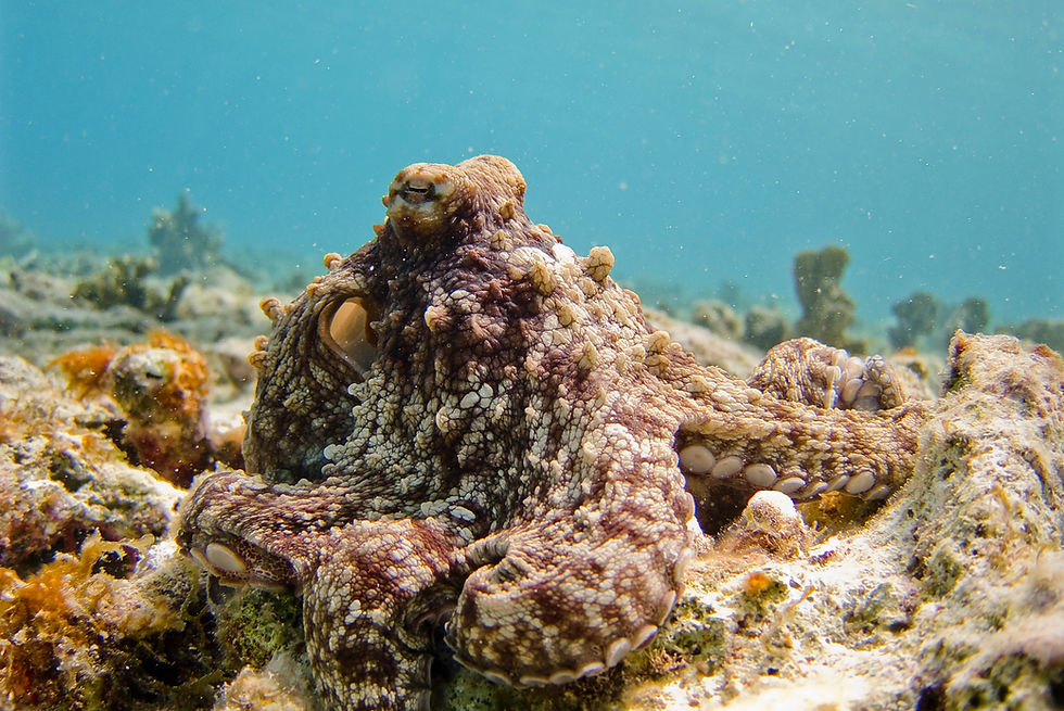 octopus in ocean