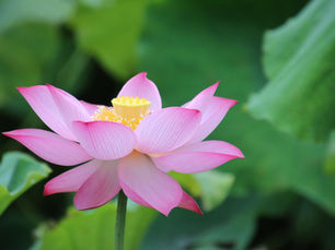 蓮の花