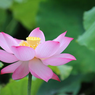 蓮の花