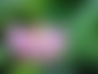 蓮の花