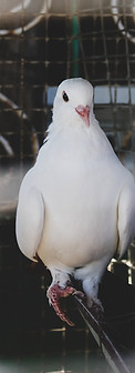 alpibat services systeme anti pigeon