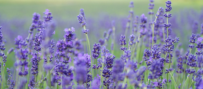 lavender flowers by Annie Spratt