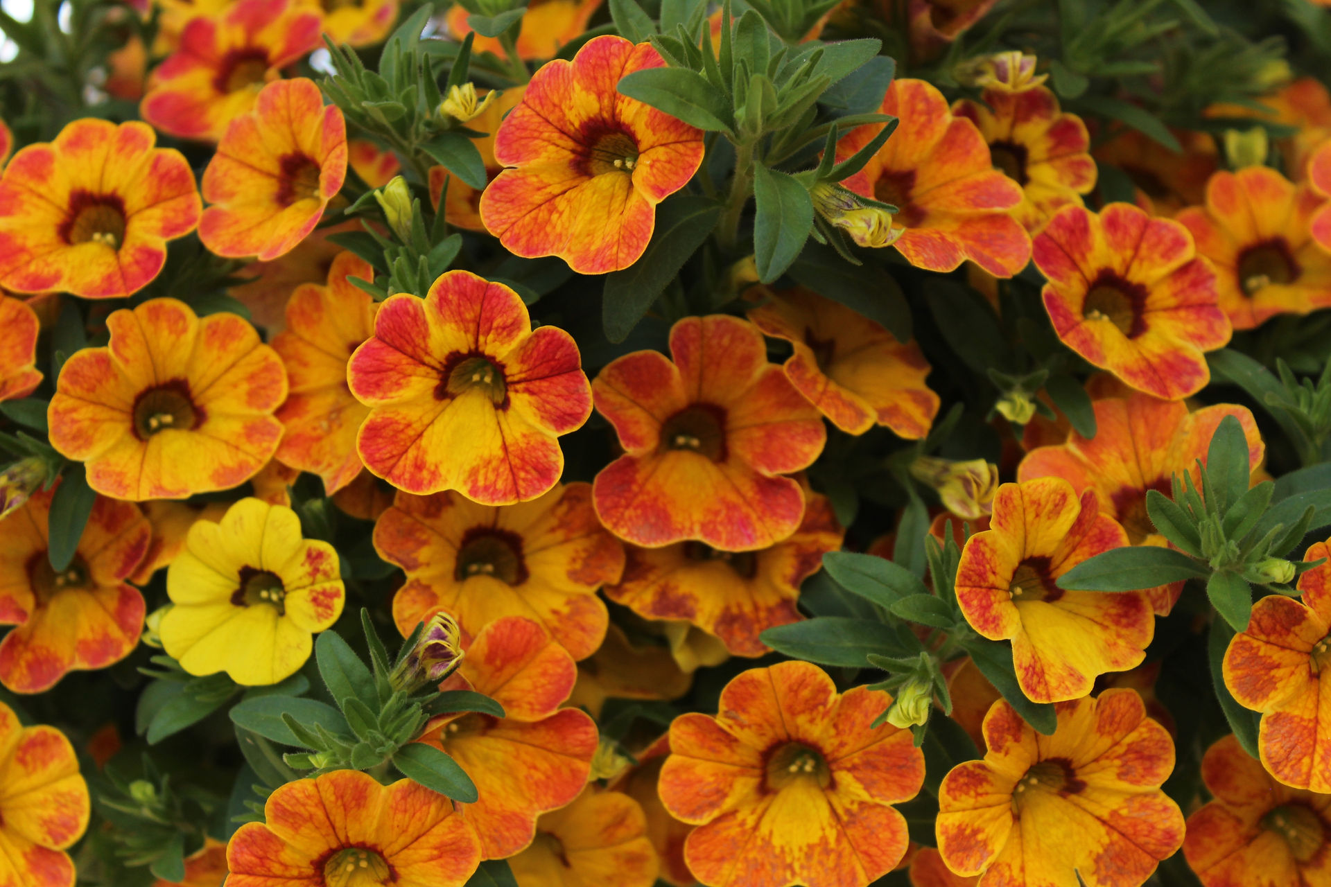 Calibrachoa
