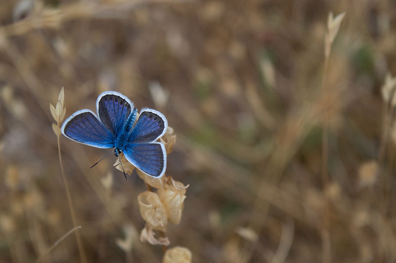 Image by Michele Bergami
