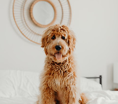 Image by Brooke Cagle
