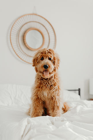 Image by Brooke Cagle