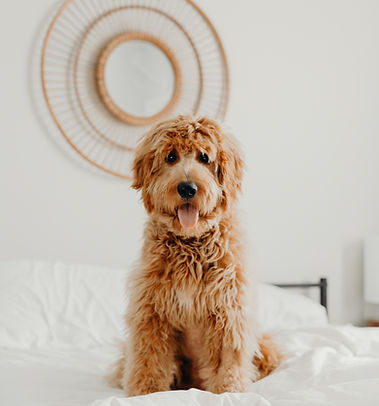 Image by Brooke Cagle