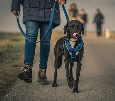 Mensch-Hund-Gespann beim Mantrailing