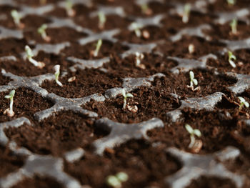“SEED STARTING MIX” FOR GERMINATING SEEDS