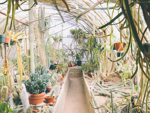 Why climate-change gardening means breaking all the rules