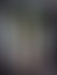 Lauch – Der vielseitige Winterstar auf dem Wochenmarkt