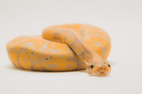 Orange python with patterned scales rests on white background, coiled and facing forward. The setting is neutral and calm.