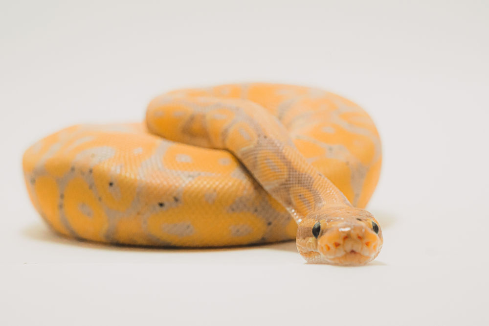 Python Kittenz Online!