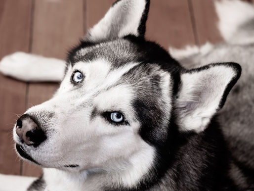 A Bit About Darwin Dogs