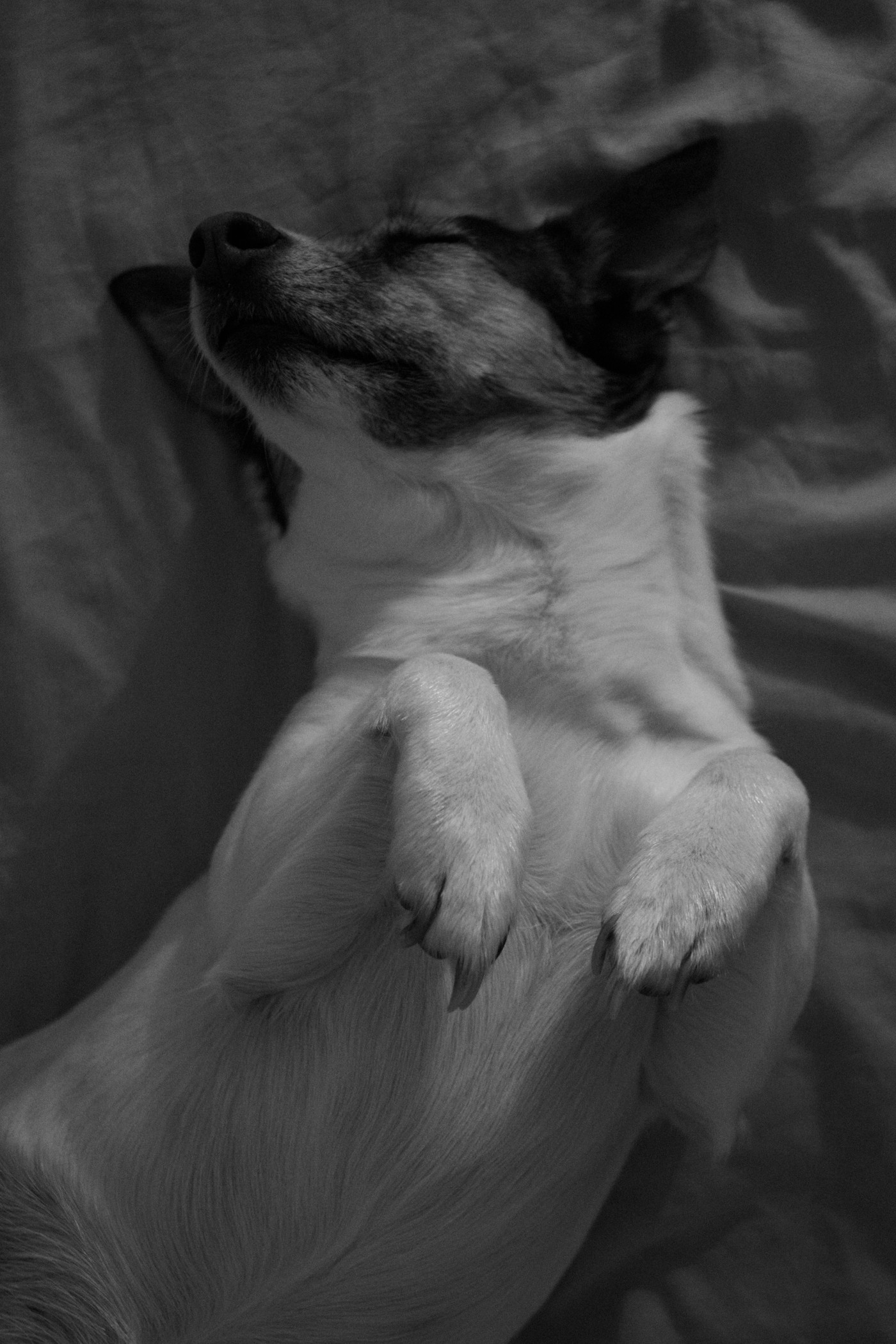 pet mindfulness