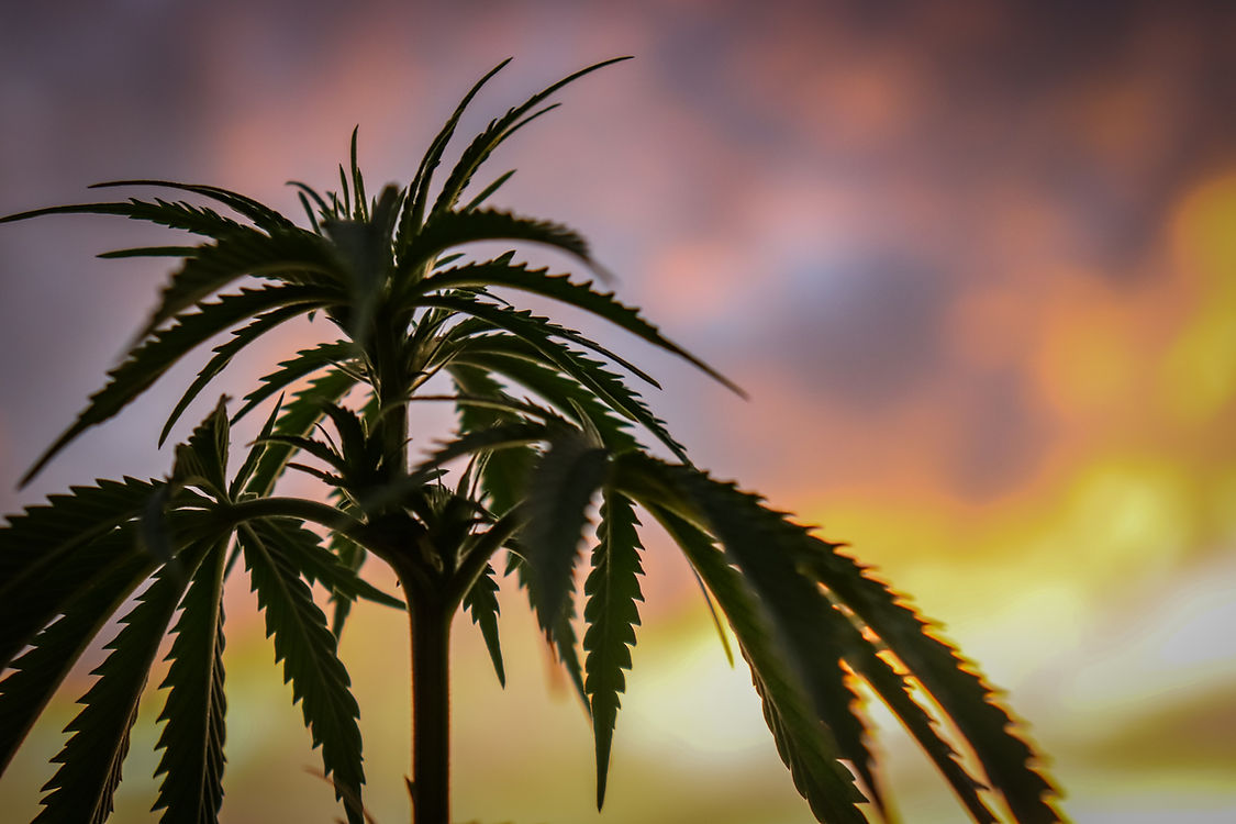 Boulder Hemp