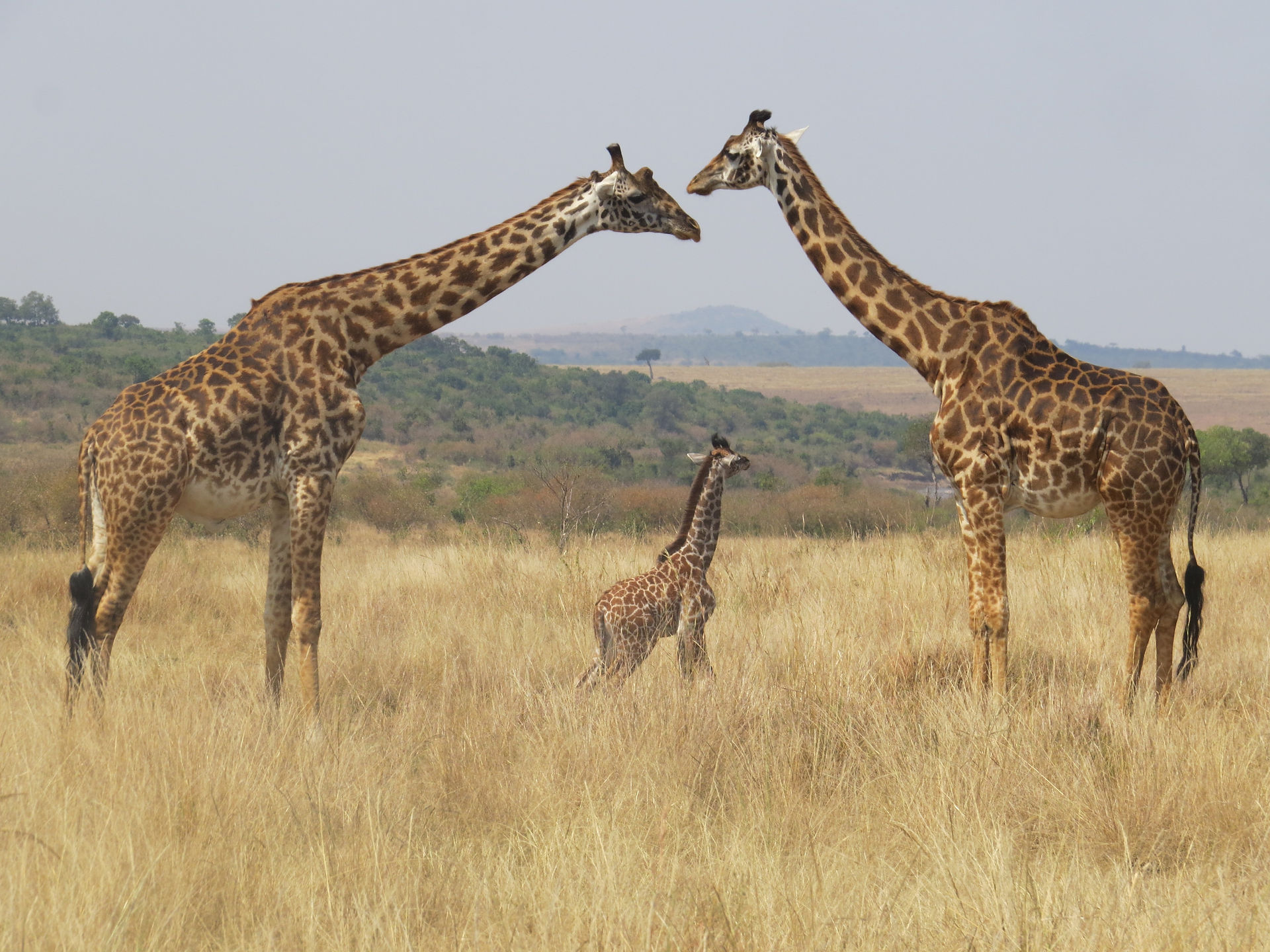safari zanzibar tanzanie pas cher combien ca coute