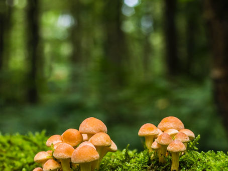 Wild Mushrooms and Pets: What North Vancouver Owners Need to Know