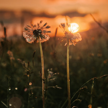 The Shadow of Dullness