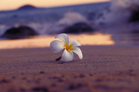 Image by Eleonora Patricola