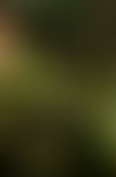 The Impact of Raw Foods on Alkaline and Acidic Blood Balance