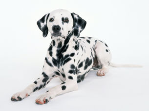 Dalmatiër hond - Dalmatische hond
