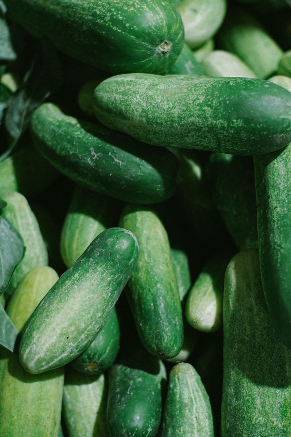 bienfaits nutritionnels concombre