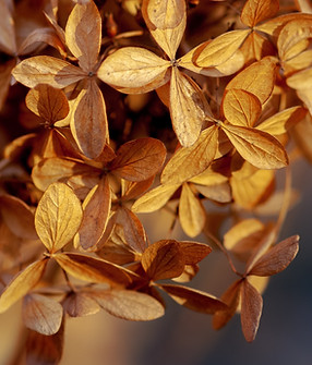 Botanical image reflecting gentle, natural care for women navigating perimenopause. Image by Yoksel 🌿 Zok