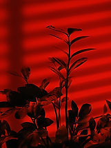 Image de Alex Kalinin