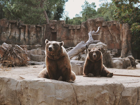August 31 - National Zoo Awareness Day