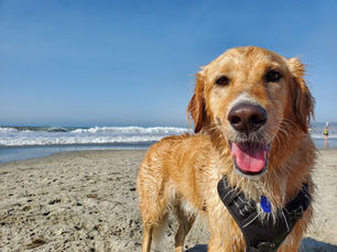 Les plus belles plages autorisées aux chiens en France : où partir avec son compagnon cet été ?
