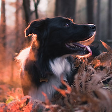 Image by Tadeusz Lakota