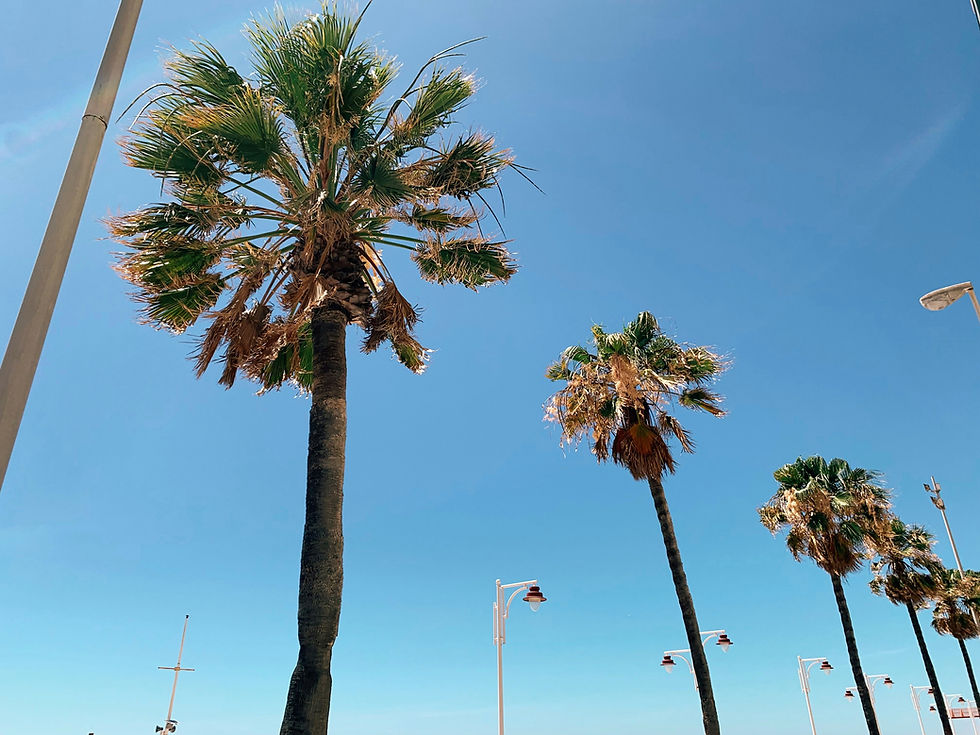 Tall palm trees sway gently against a bright blue sky along a sunlit coastal promenade.