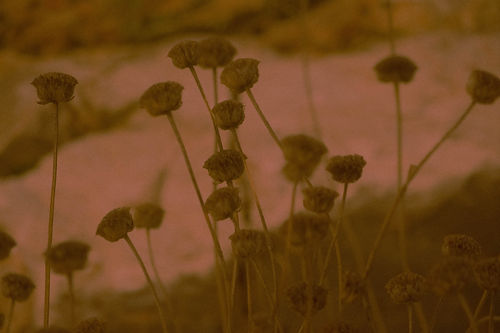 Image by Christina Deravedisian