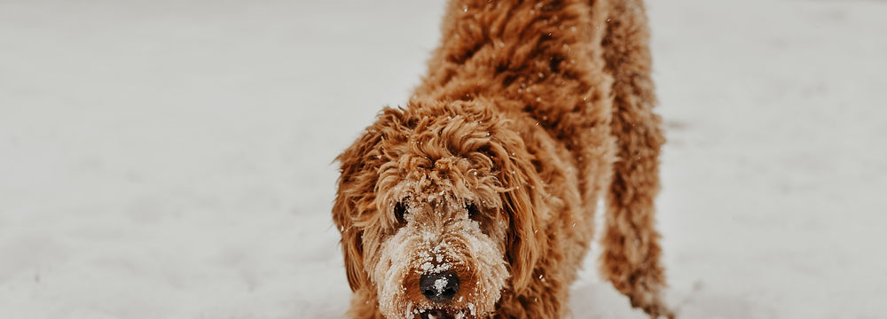 A large sized dog
