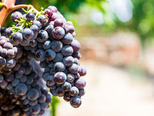 Italia: produzione 2024