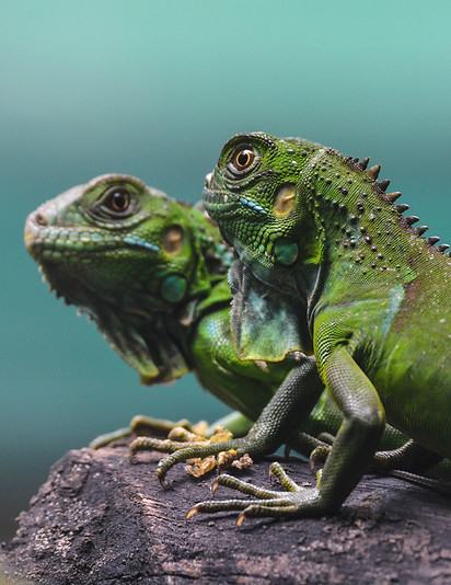 Image by Kotagauni Srinivas