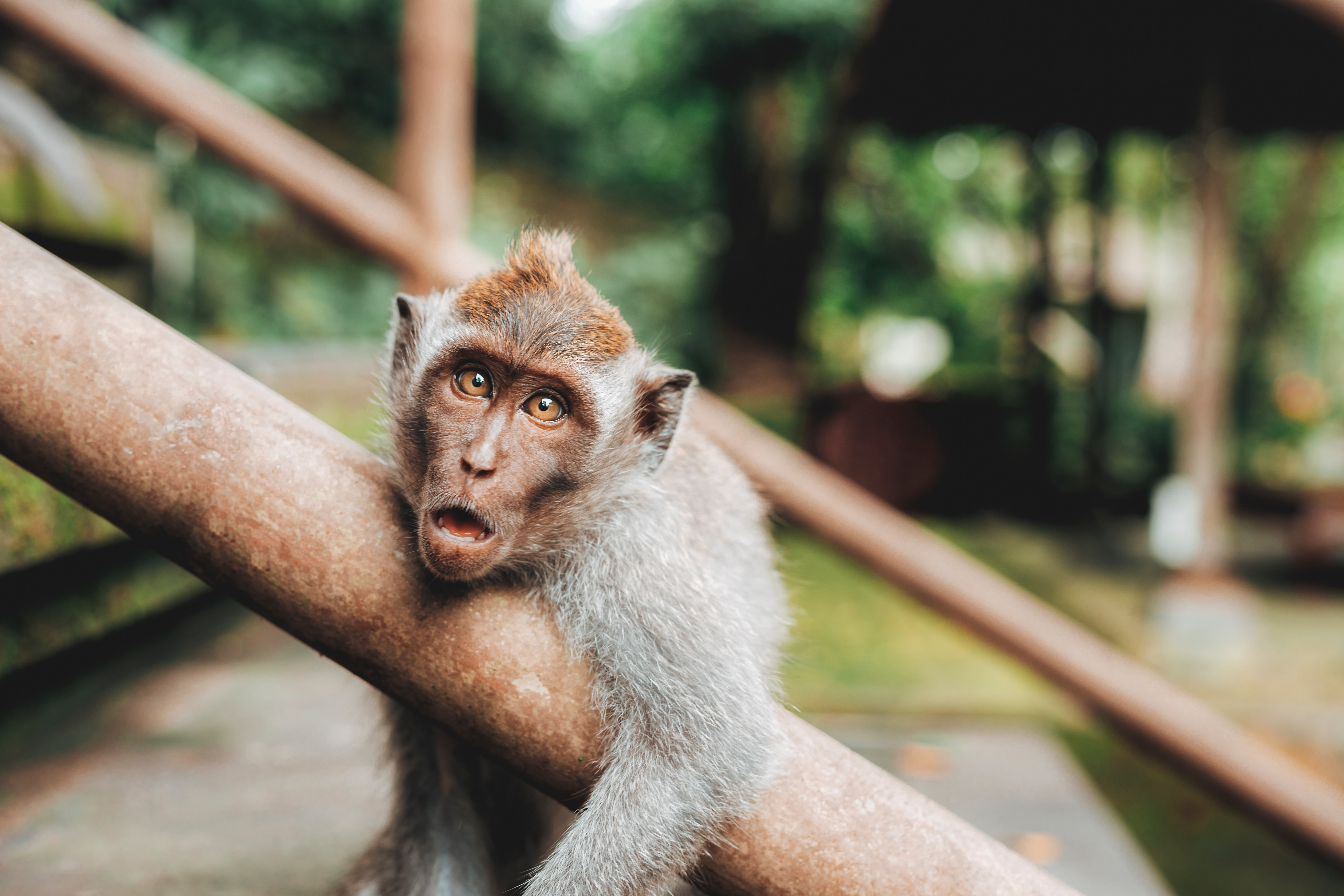 Bali Getaway: A Tropical Escape — photo 3