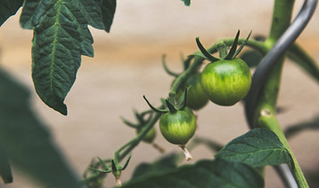 Image by Markus Spiske