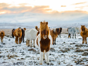 What are the differences between a horse and a pony?