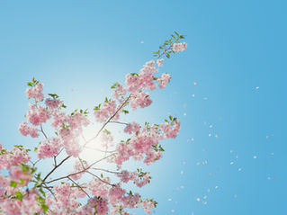 What's New, Spring 2022! Introducing GuaSha Facial Massage