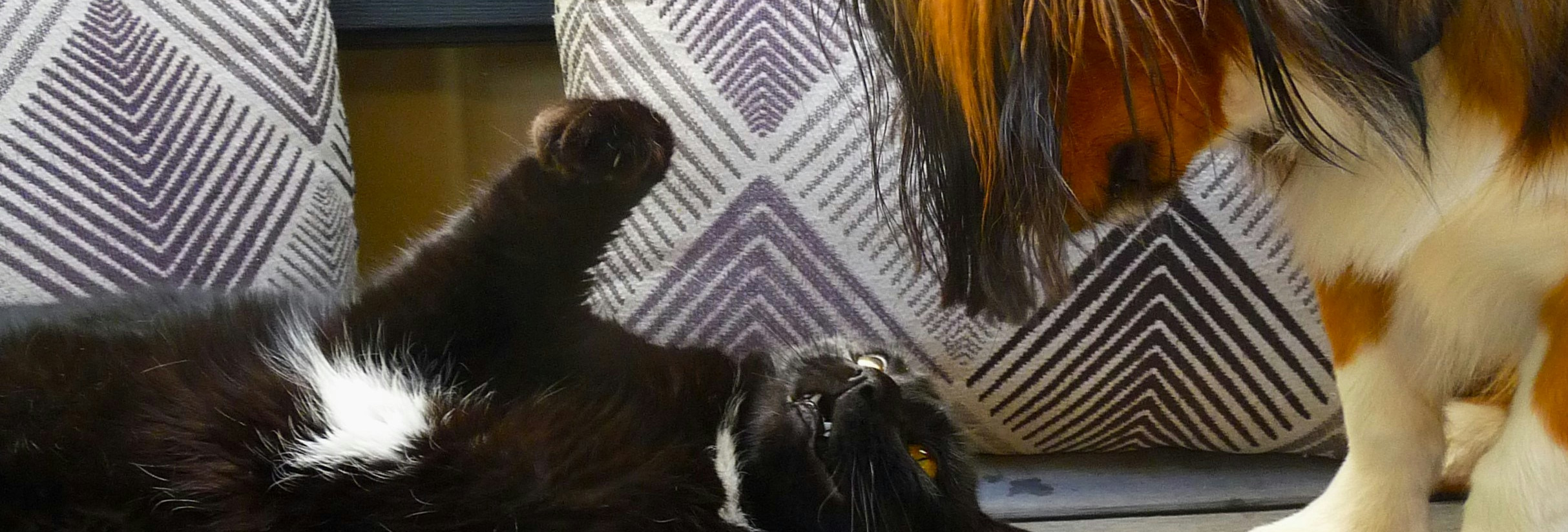 Chat noir allongé sur le dos face à un petit chien à poils longs, sur un banc gris avec coussins à motifs.