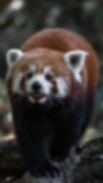 Red Panda