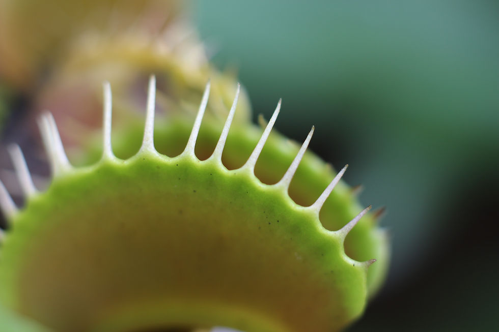 Venus Flytrap