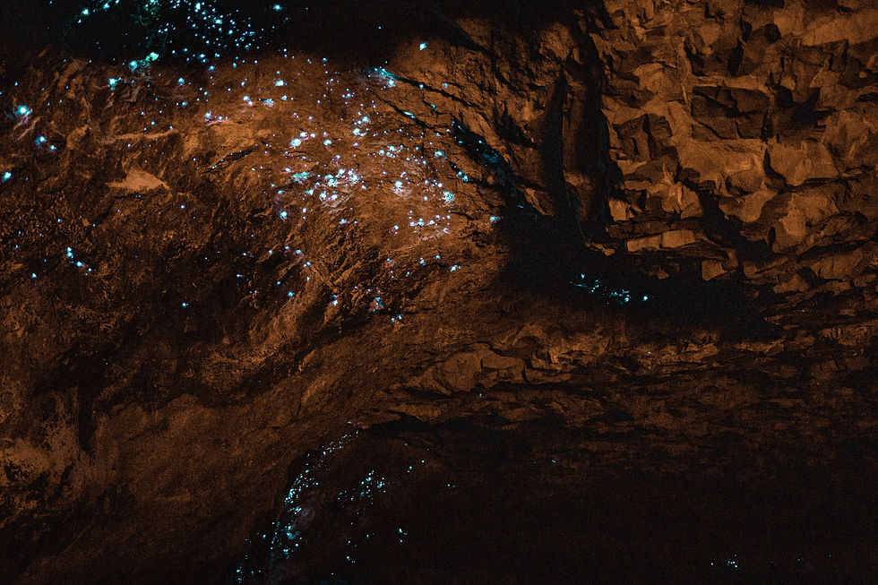 Waitomo Glowworm Caves