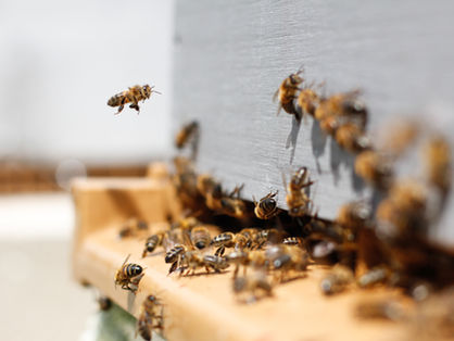 This time of year at fingerlakes honey company: A Beesness update